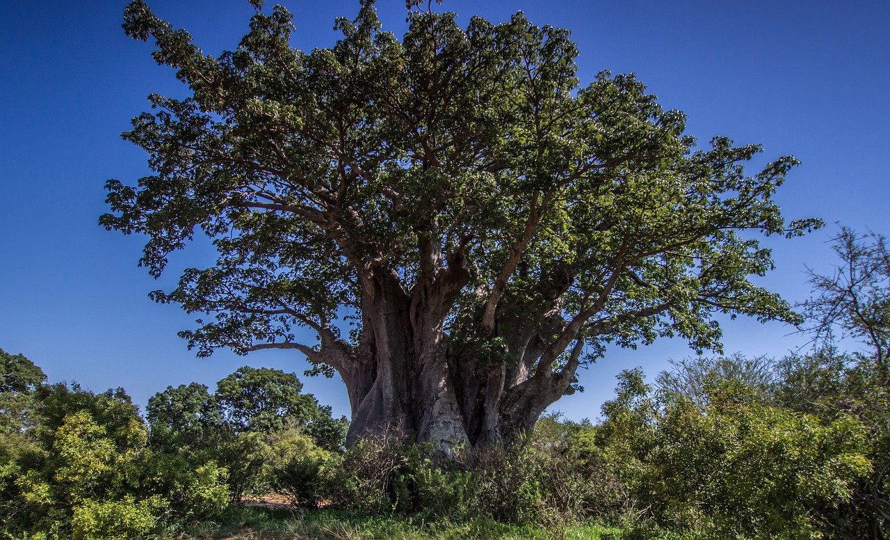 Árvores no continente africano