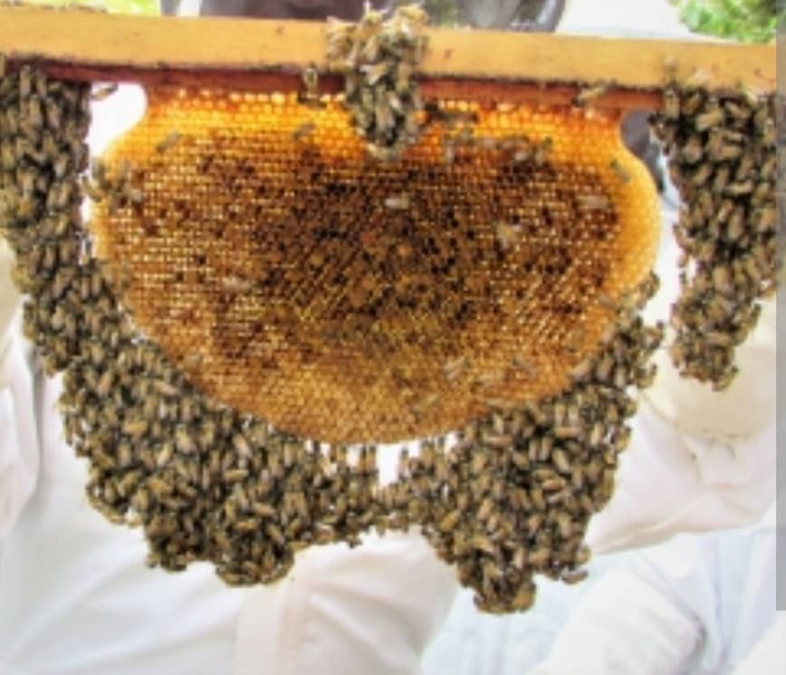 Produção e comercialização de mel