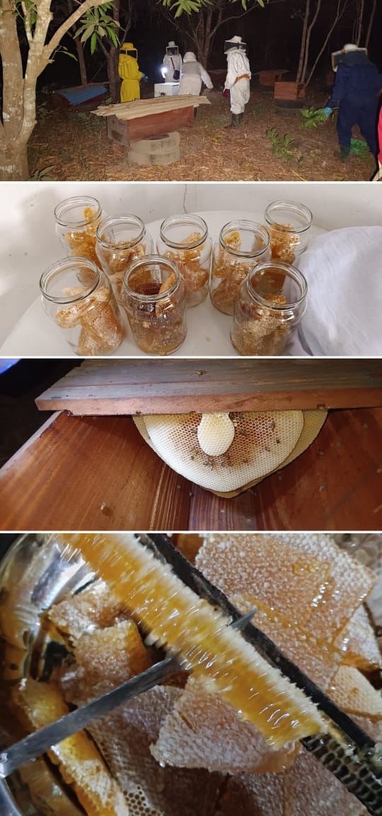 Produção de mel