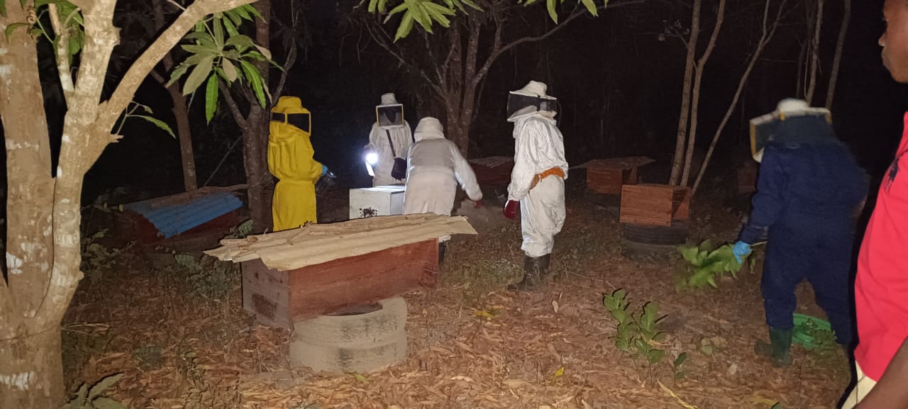 Processo de recolha de mel